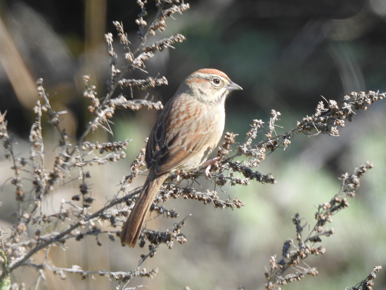 image Rufous-crowned Sparrow